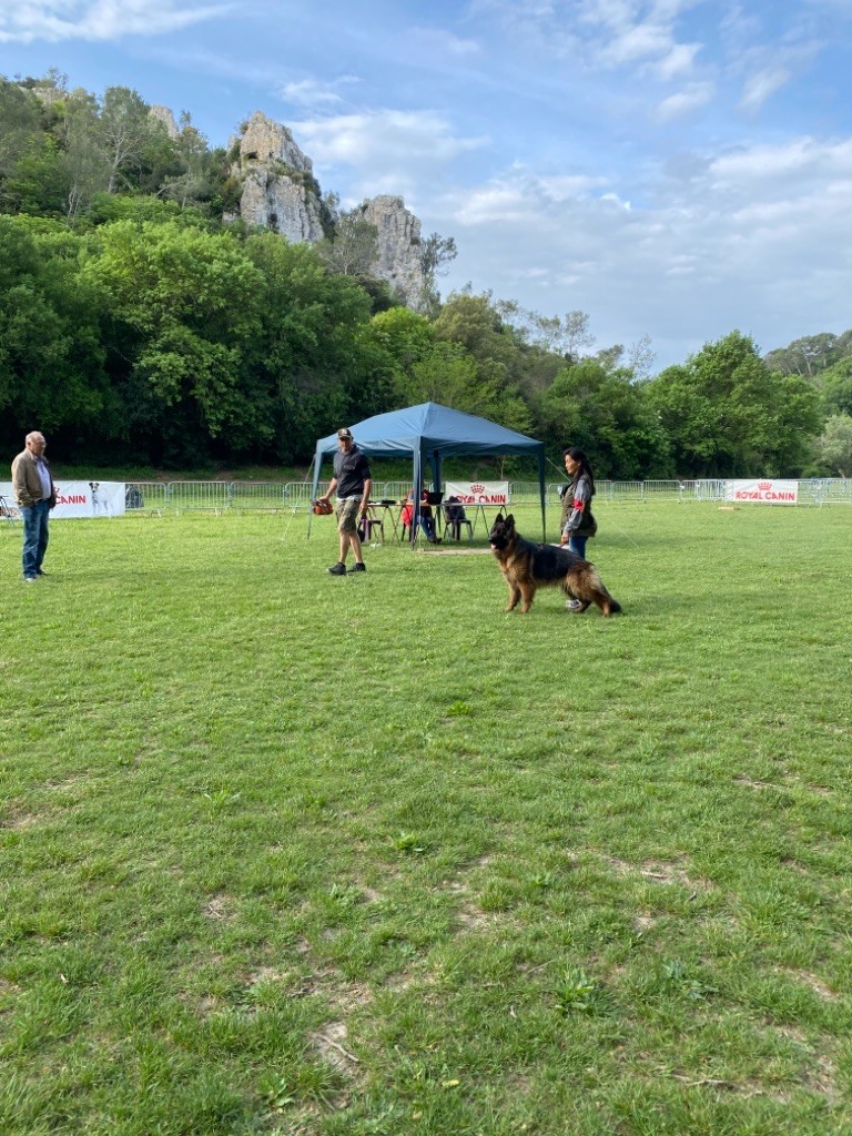 Chien Elevage Du Domaine De Brenda Eleveur De Chiens Berger Allemand