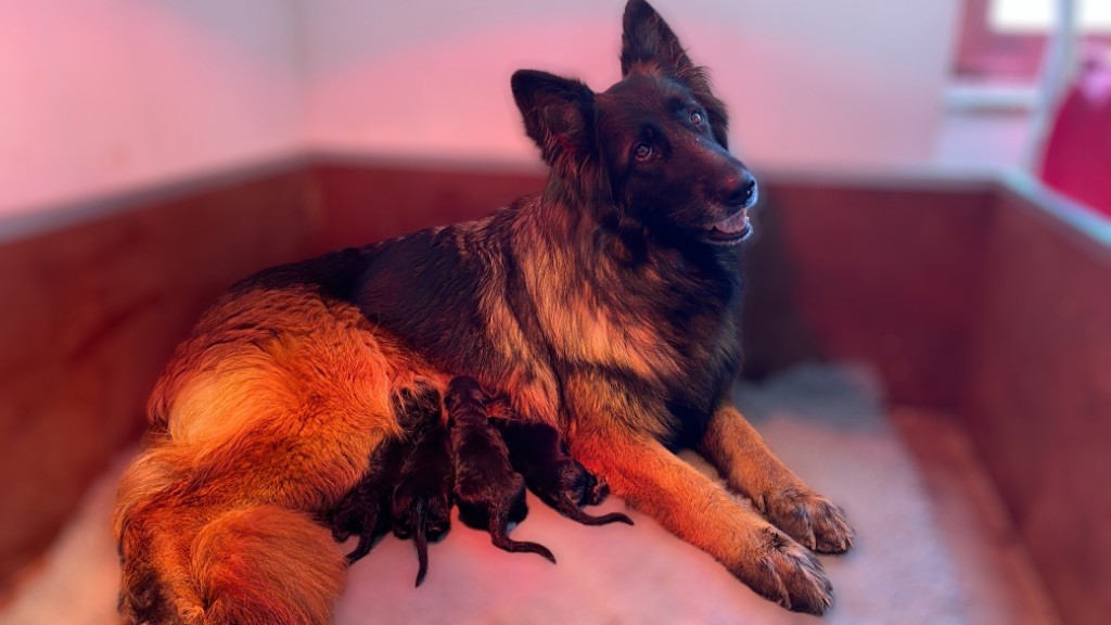 chiot Berger Allemand Poil Long Du Domaine De Brenda