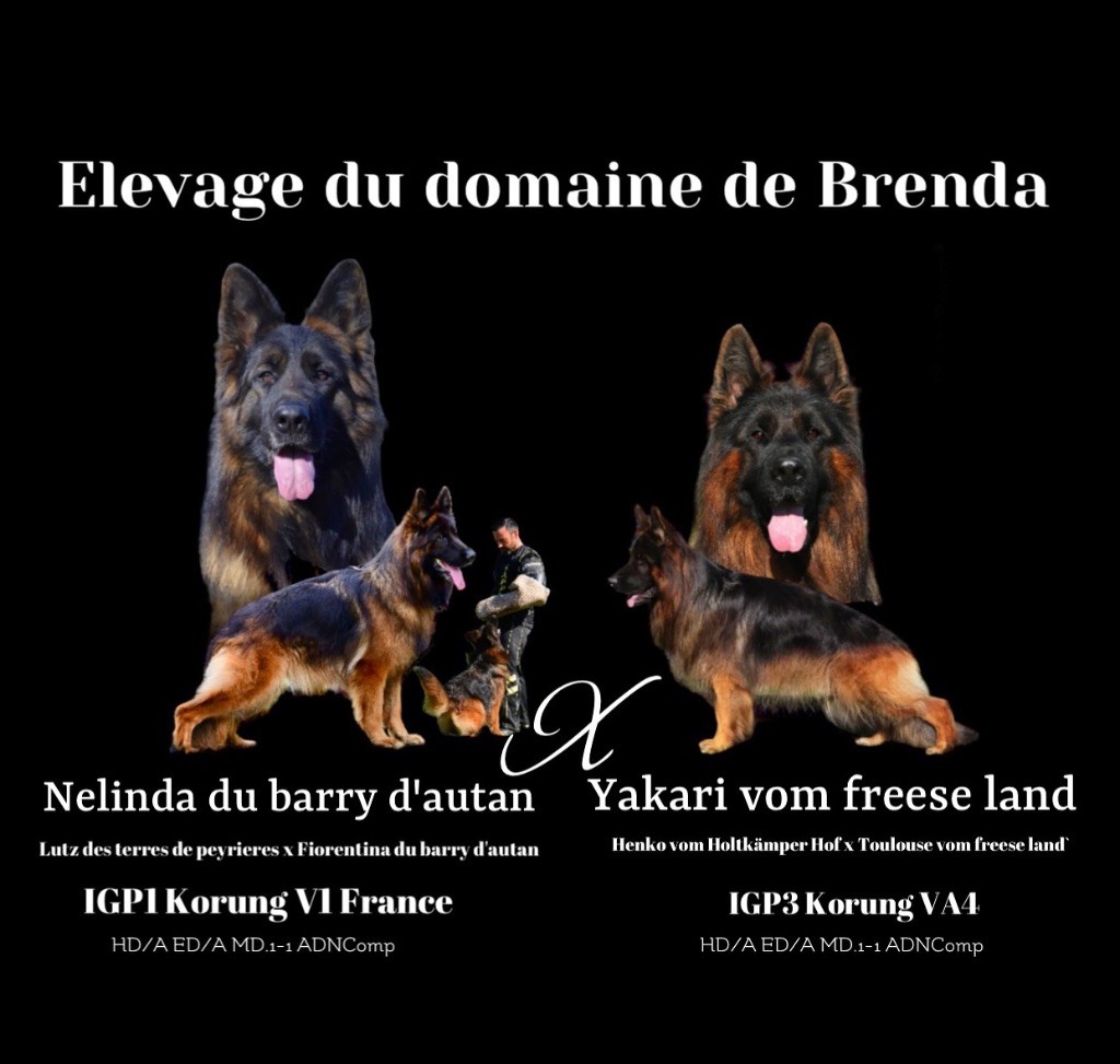 chiot Berger Allemand Du Domaine De Brenda