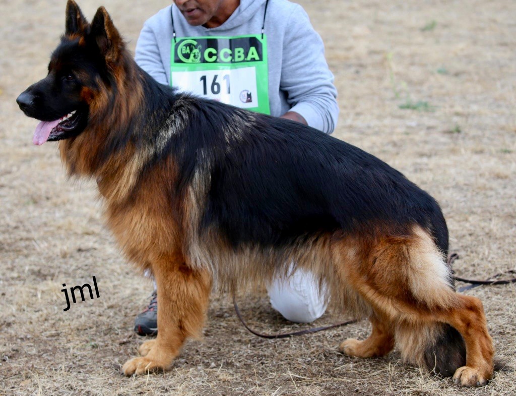 chiot Berger Allemand Du Domaine De Brenda