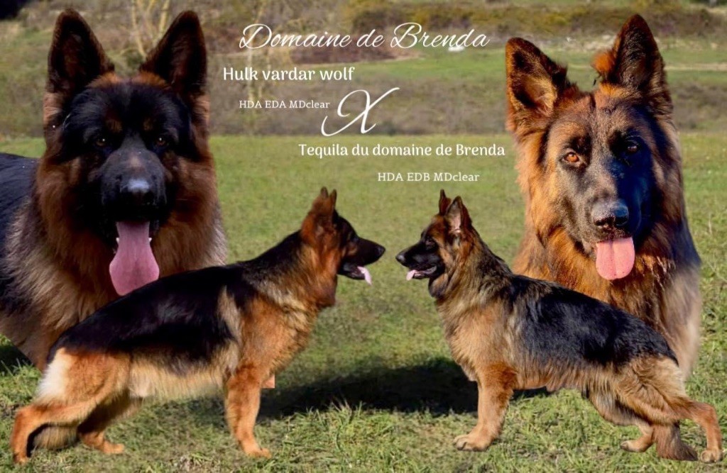 chiot Berger Allemand Du Domaine De Brenda