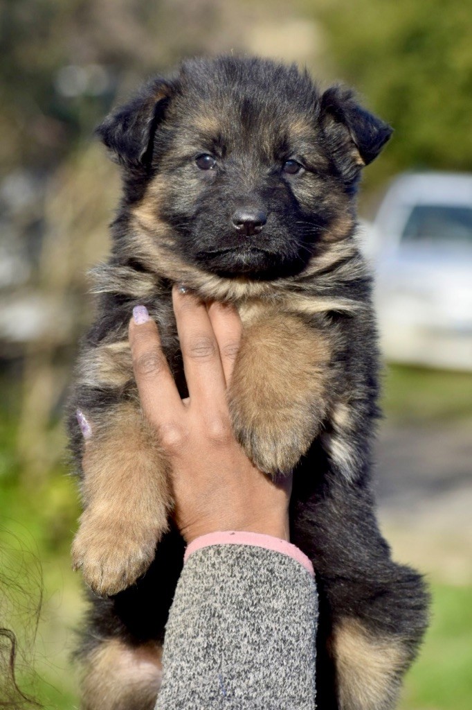 Du Domaine De Brenda - Chiot disponible  - Berger Allemand