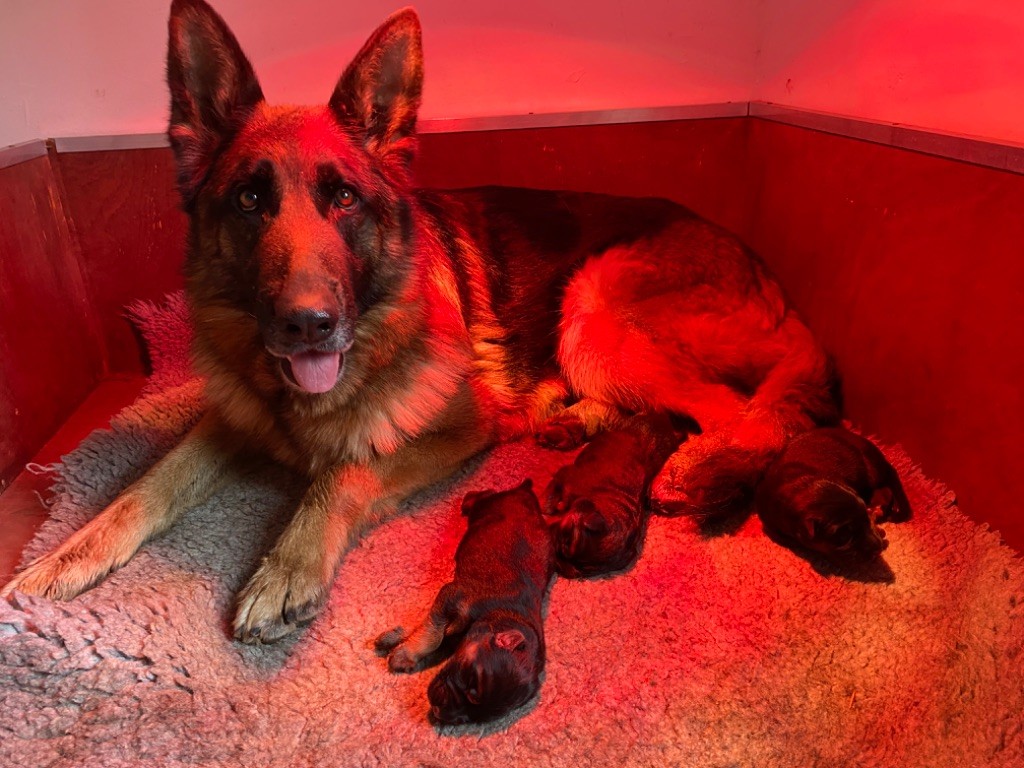 chiot Berger Allemand Du Domaine De Brenda