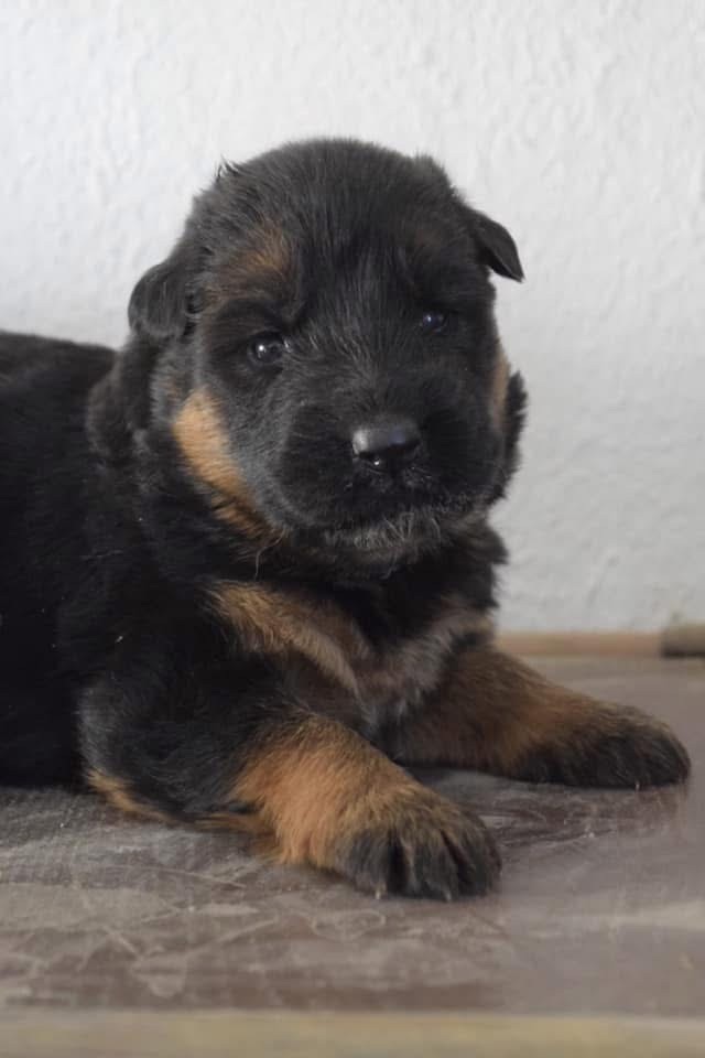 Du Domaine De Brenda - Chiot disponible  - Berger Allemand