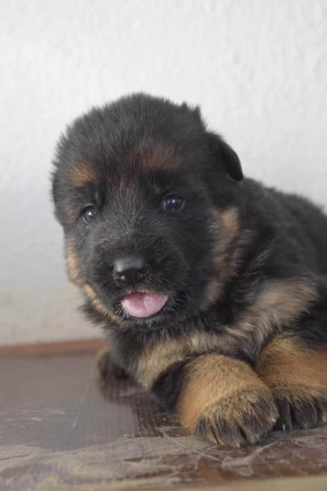 Du Domaine De Brenda - Chiot disponible  - Berger Allemand