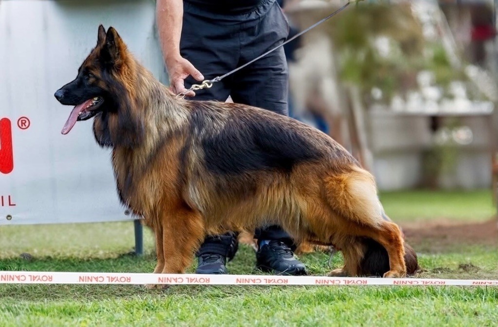 CH. Ulyana Du Domaine De Brenda