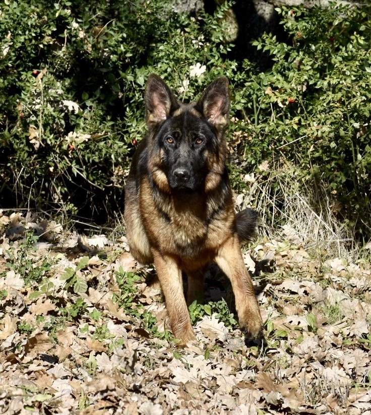 Jeune chienne disponible 