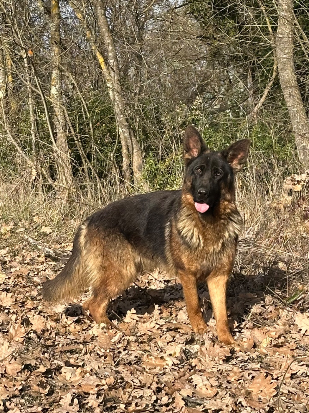 Jeune chienne disponible