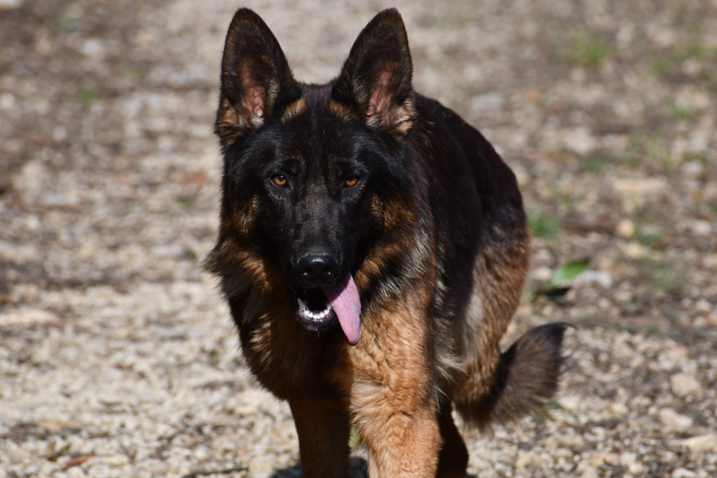 Jeune chienne disponible