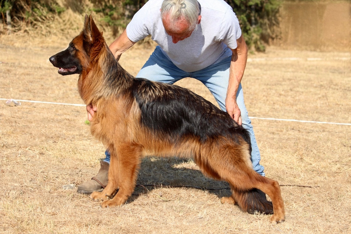 Jeune berger allemand issue de champions !
