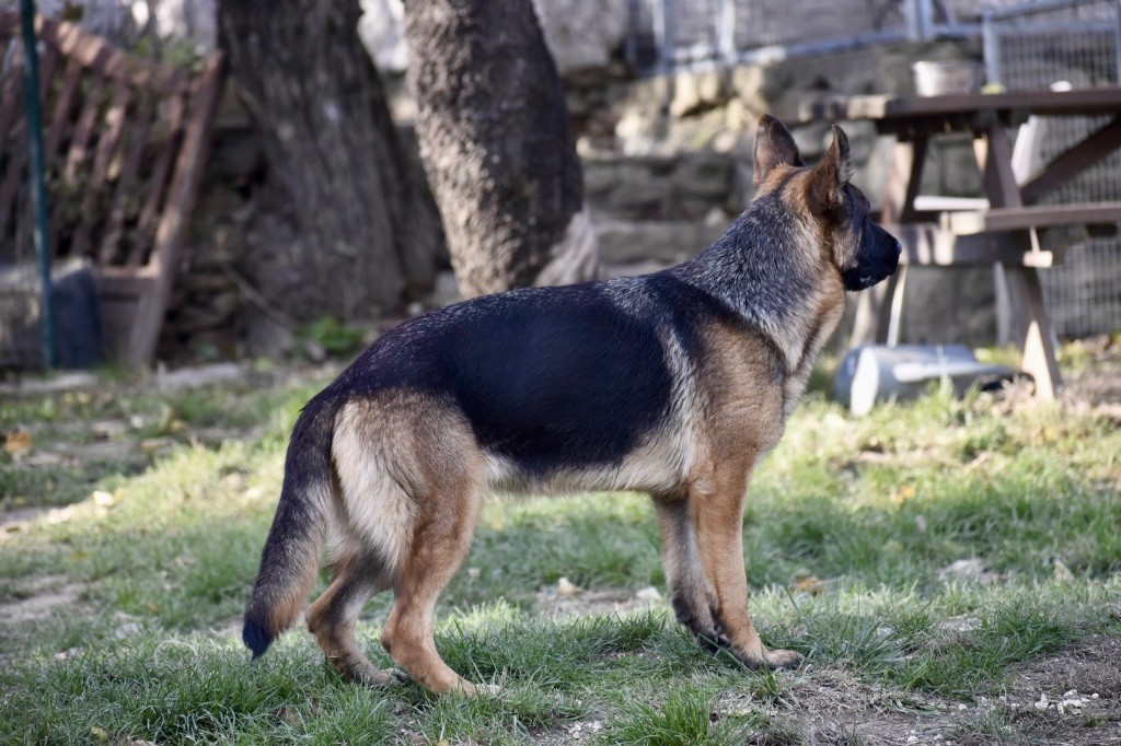 Jeune jeune femelle poil court 
