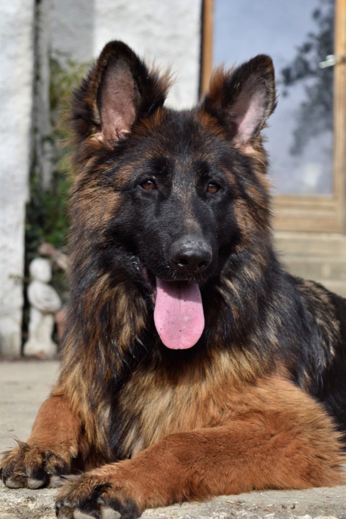 Du Domaine De Brenda - Magnifique chienne de 8 mois à vendre 