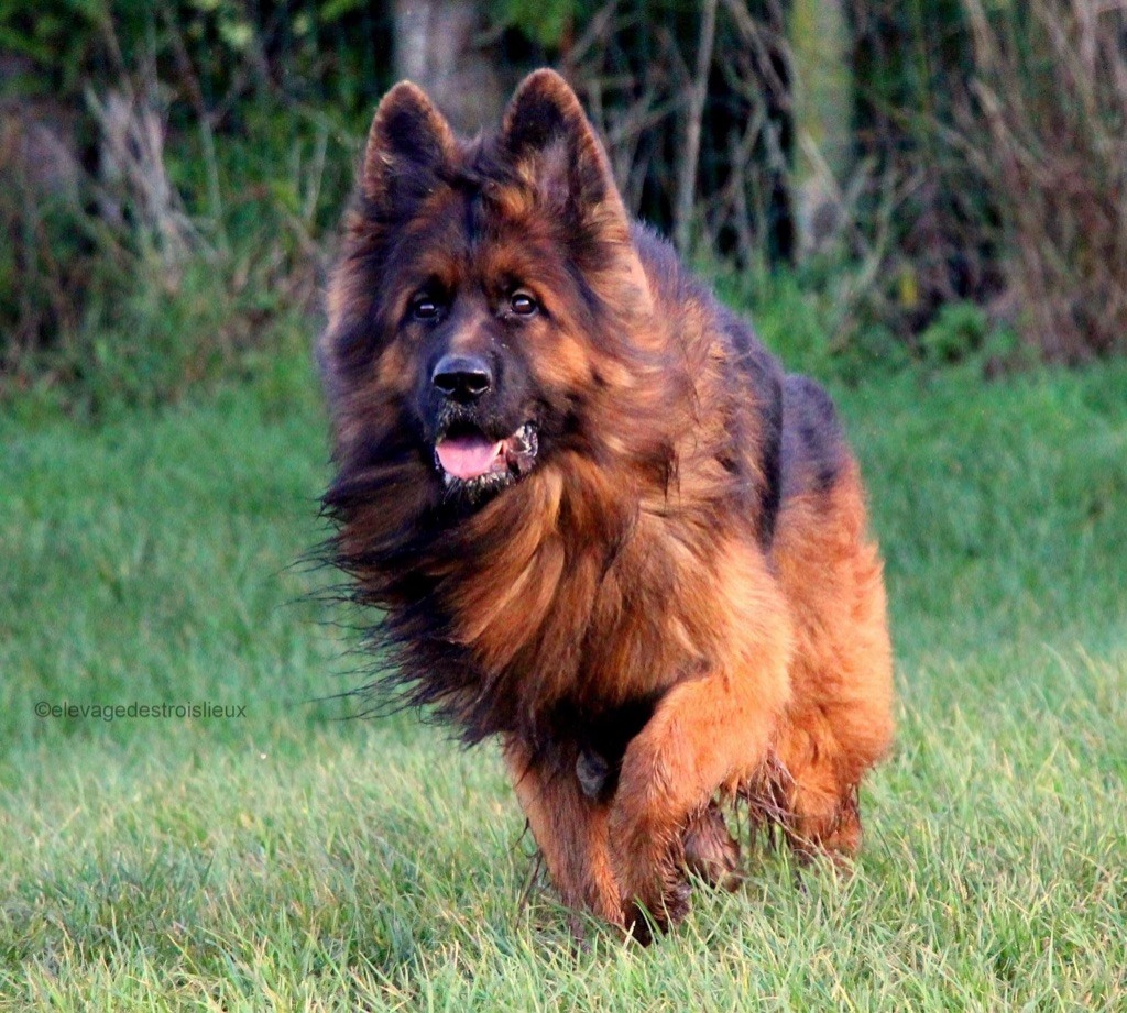 Du Domaine De Brenda - Bientôt de magnifique chiot berger allemand !!