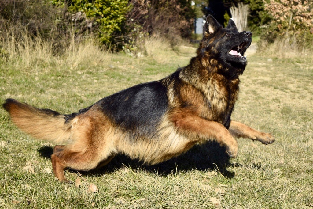 Du Domaine De Brenda - Des chiots Poils longs disponibles !