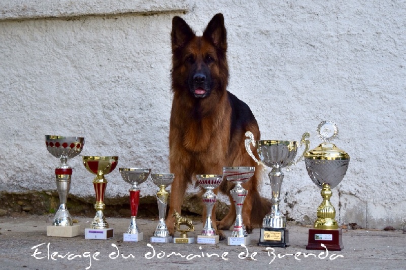Nos chiens en expos