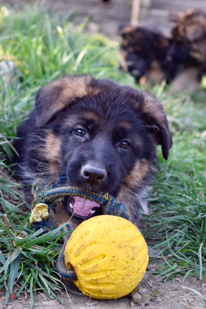 CHIOT