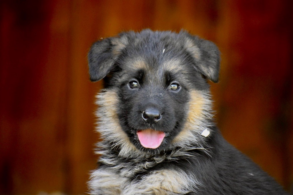 Du Domaine De Brenda - Berger Allemand - Portée née le 24/08/2023