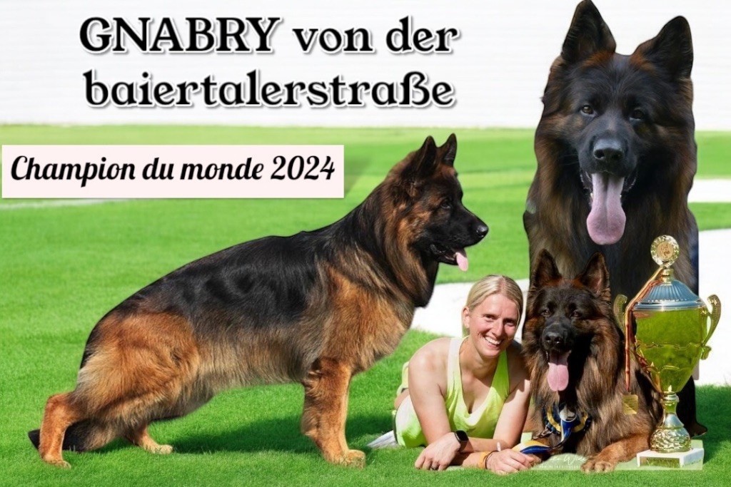 Du Domaine De Brenda - Berger Allemand Poil Long - Portée née le 25/02/2025