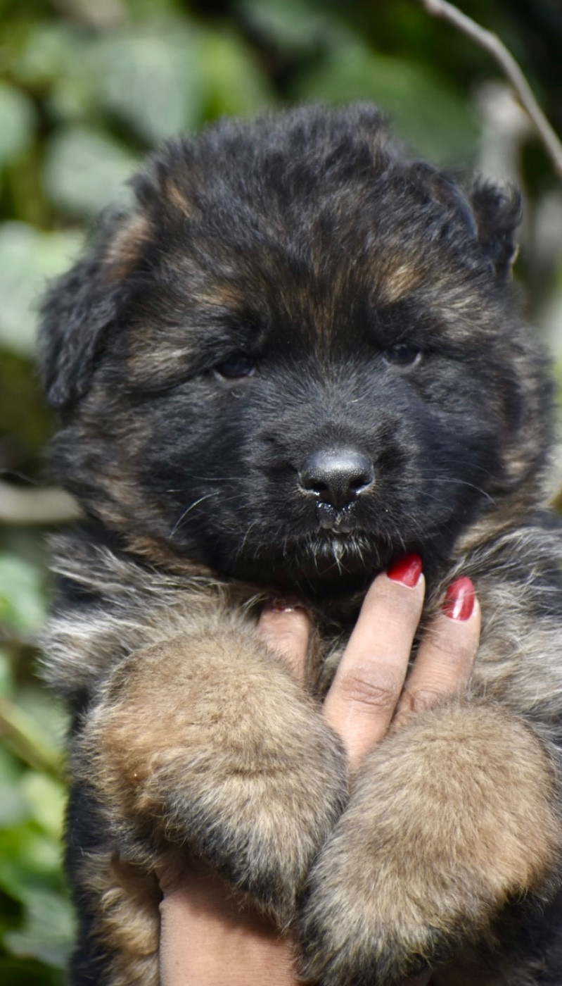 Du Domaine De Brenda - Chiots disponibles - Berger Allemand