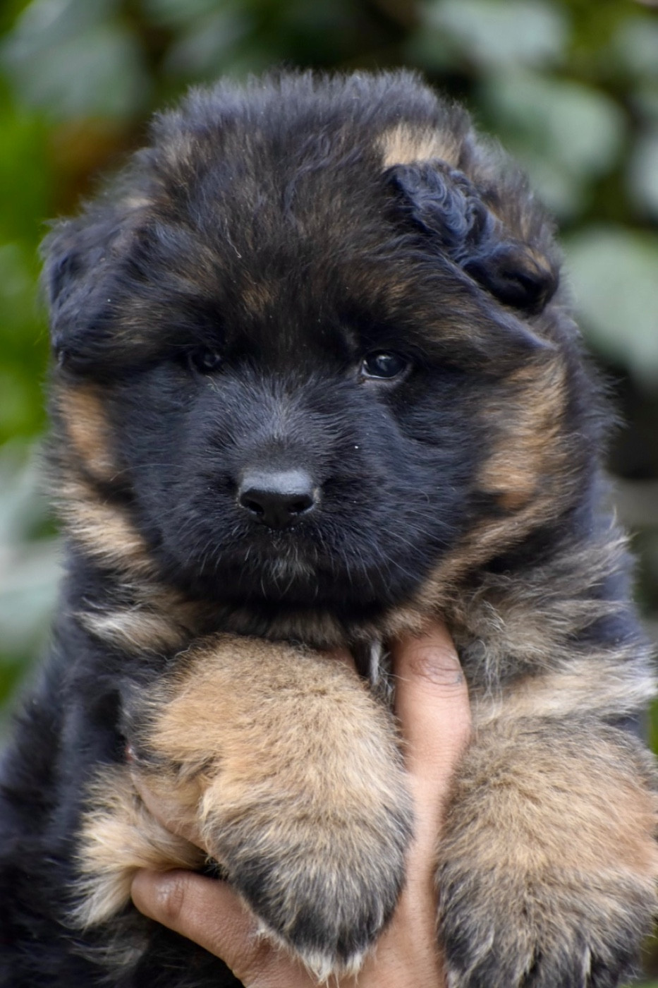 Du Domaine De Brenda - Chiots disponibles - Berger Allemand