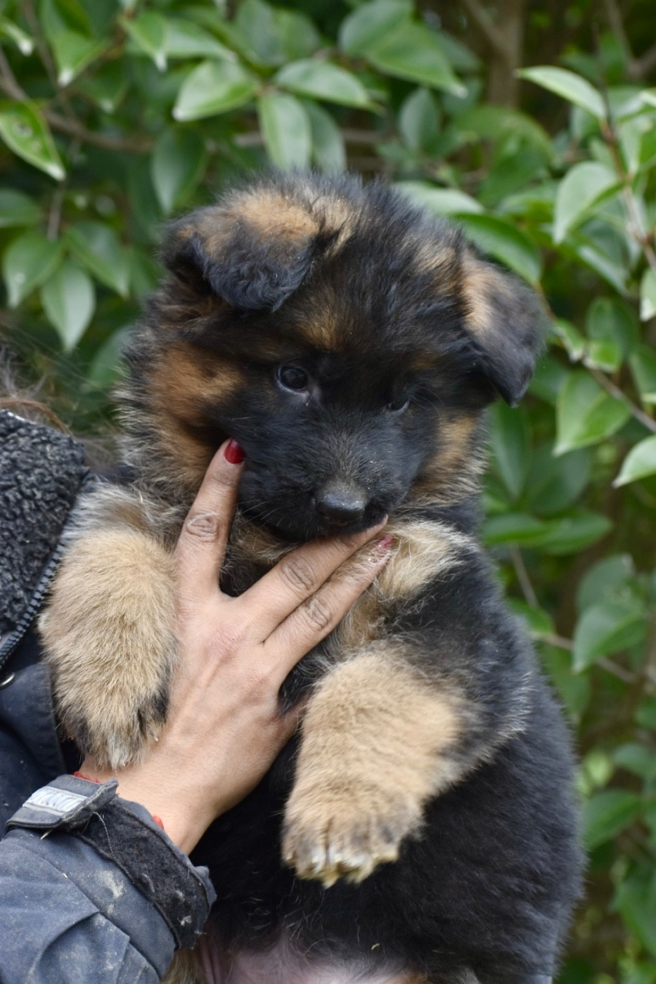 Du Domaine De Brenda - Chiots disponibles - Berger Allemand