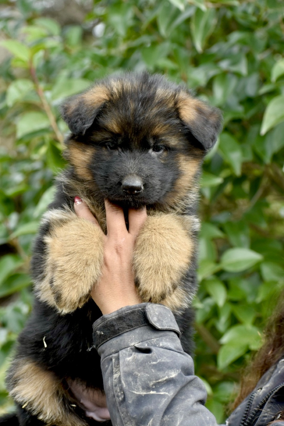 Du Domaine De Brenda - Chiots disponibles - Berger Allemand Poil Long