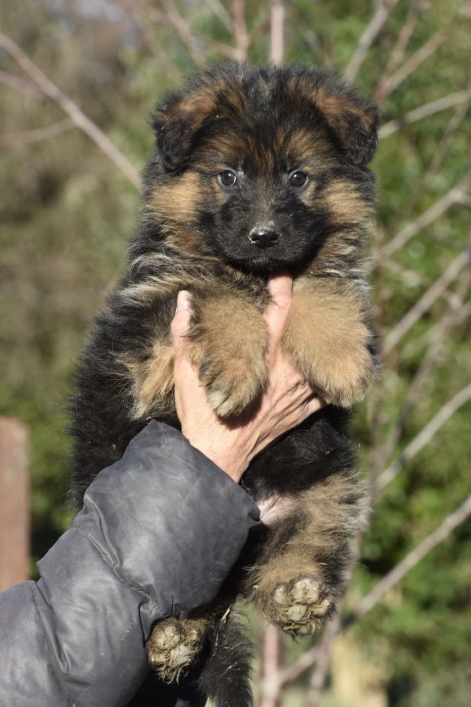 Du Domaine De Brenda - Chiots disponibles - Berger Allemand