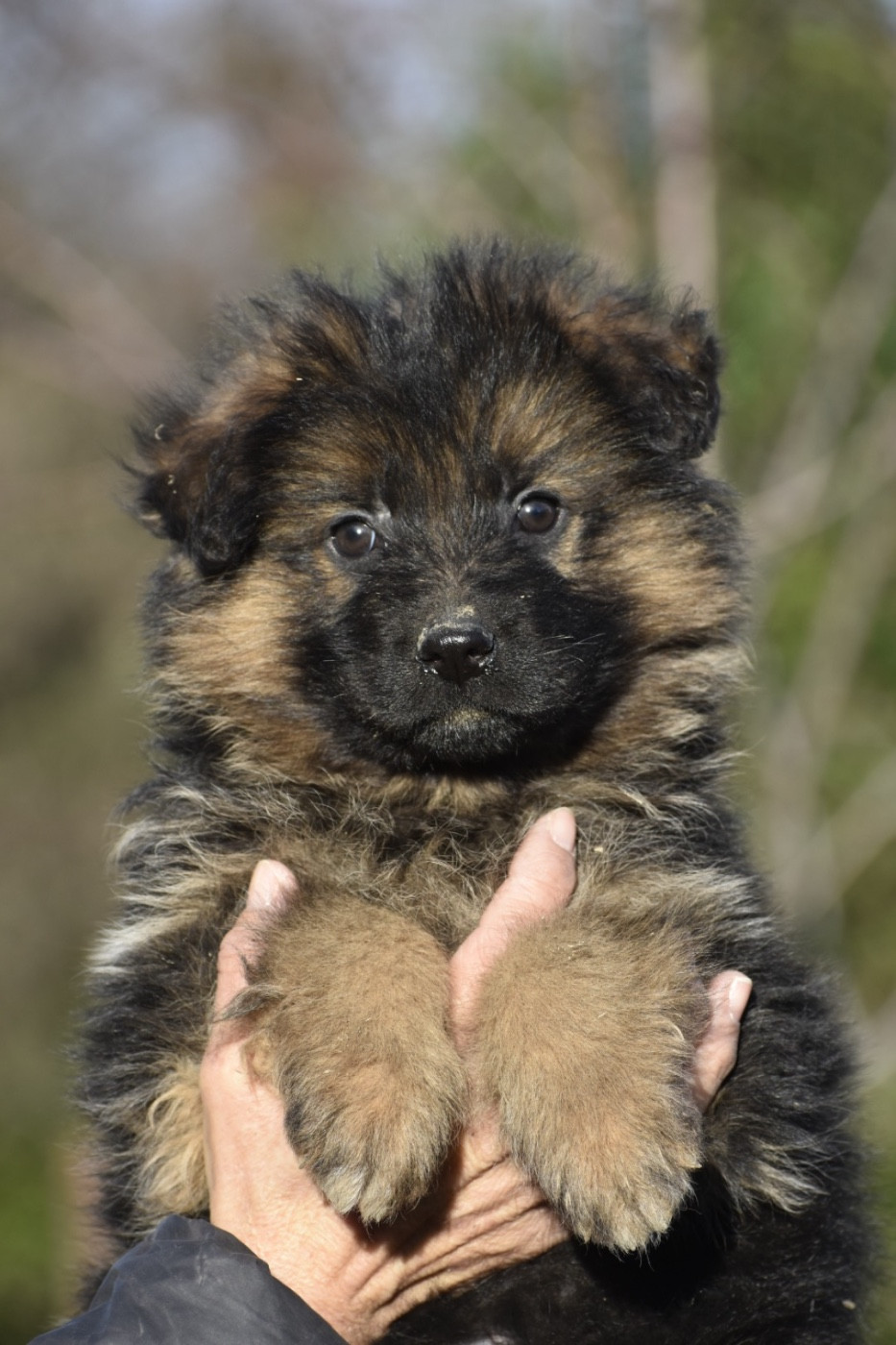 Du Domaine De Brenda - Chiots disponibles - Berger Allemand Poil Long