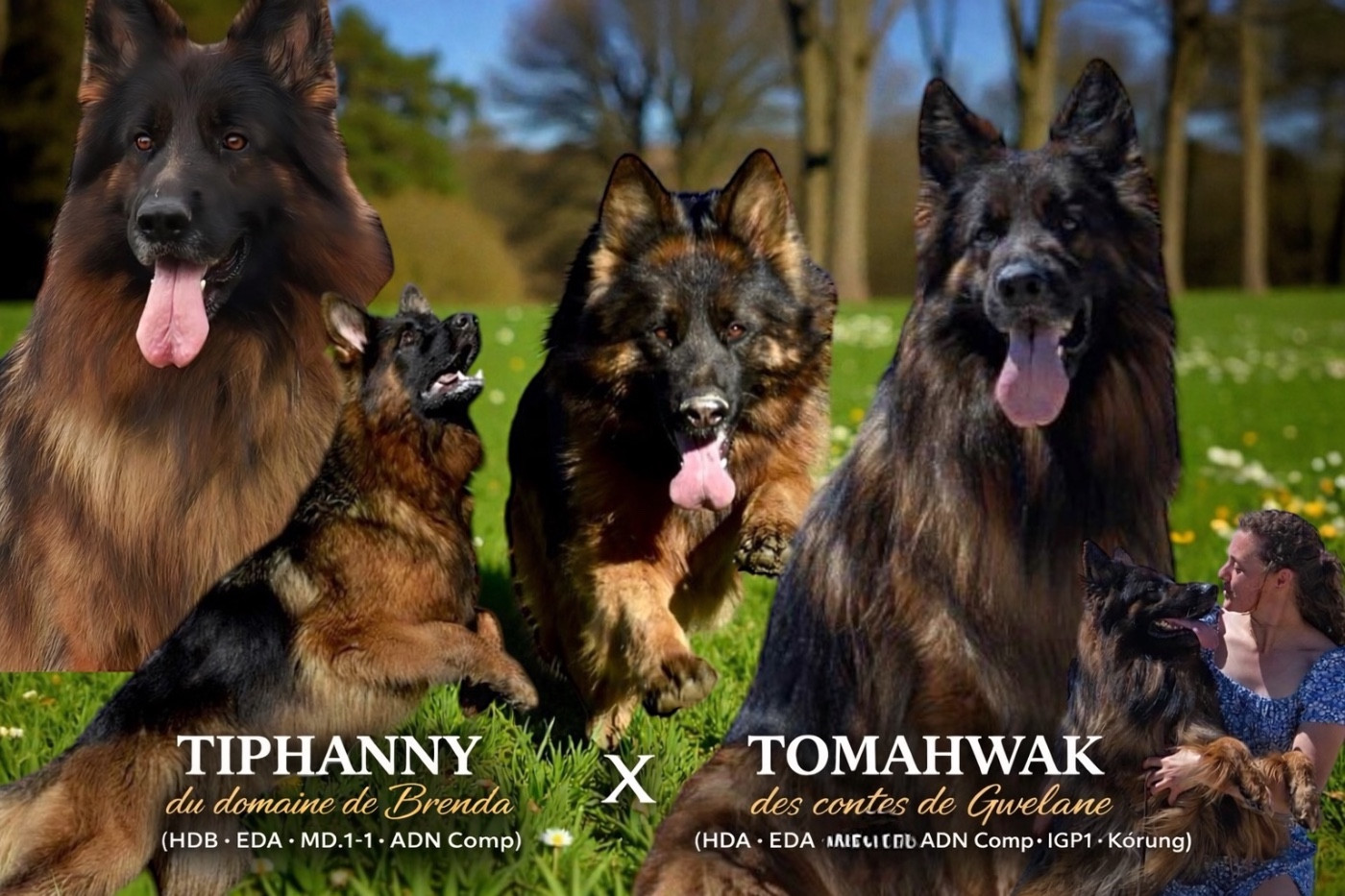 Chiot Berger Allemand Du Domaine De Brenda