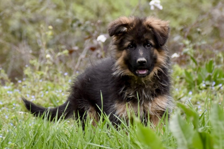 Du Domaine De Brenda - Chiots disponibles - Berger Allemand Poil Long