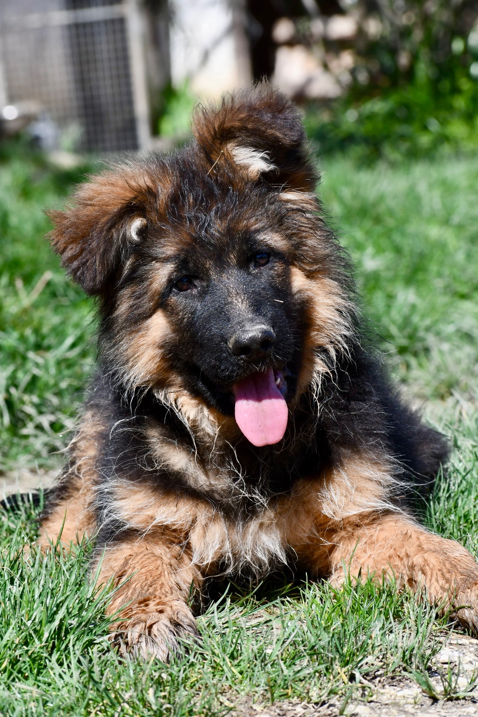 Du Domaine De Brenda - Chiots disponibles - Berger Allemand Poil Long