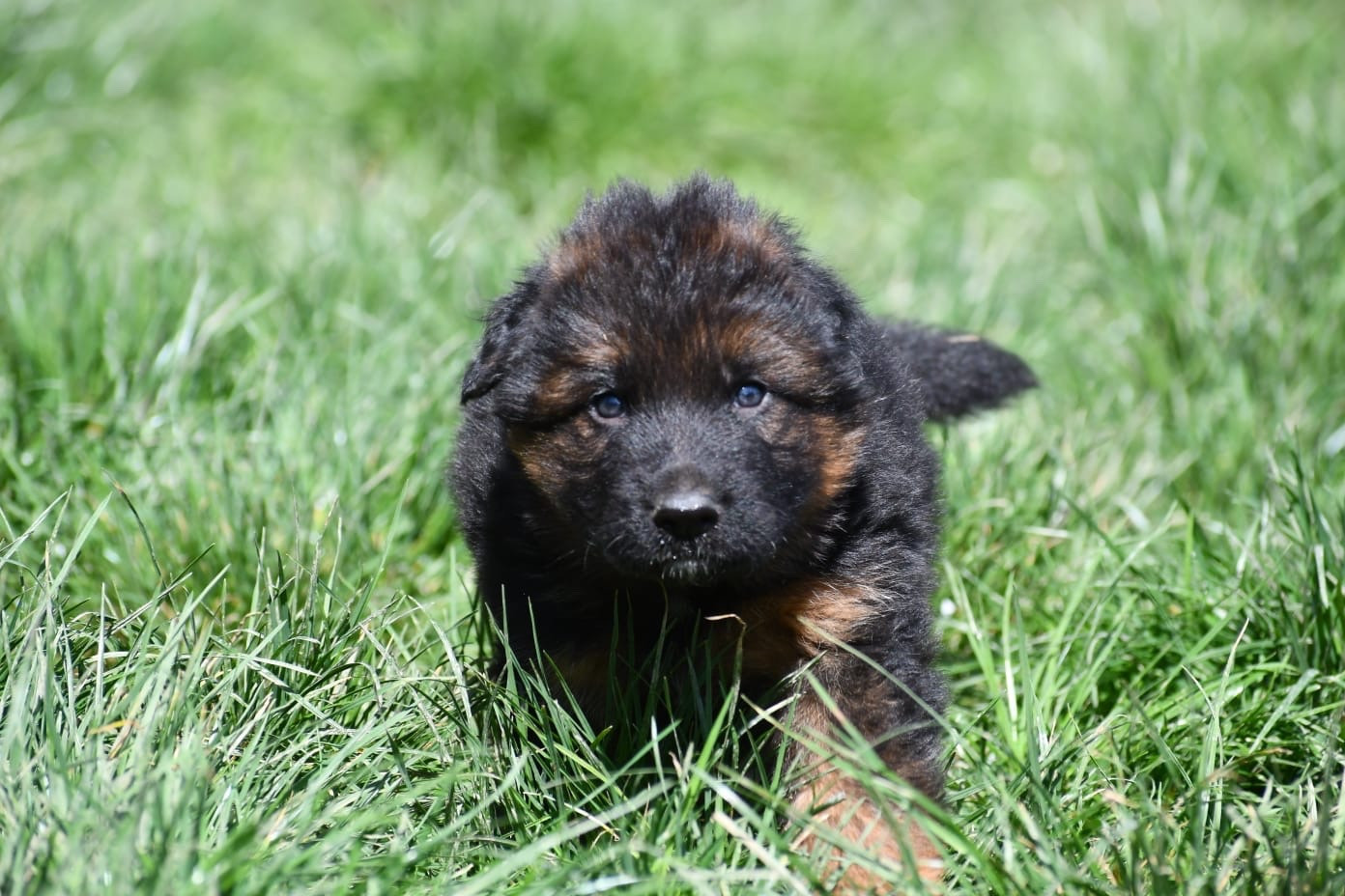 Du Domaine De Brenda - Chiots disponibles - Berger Allemand