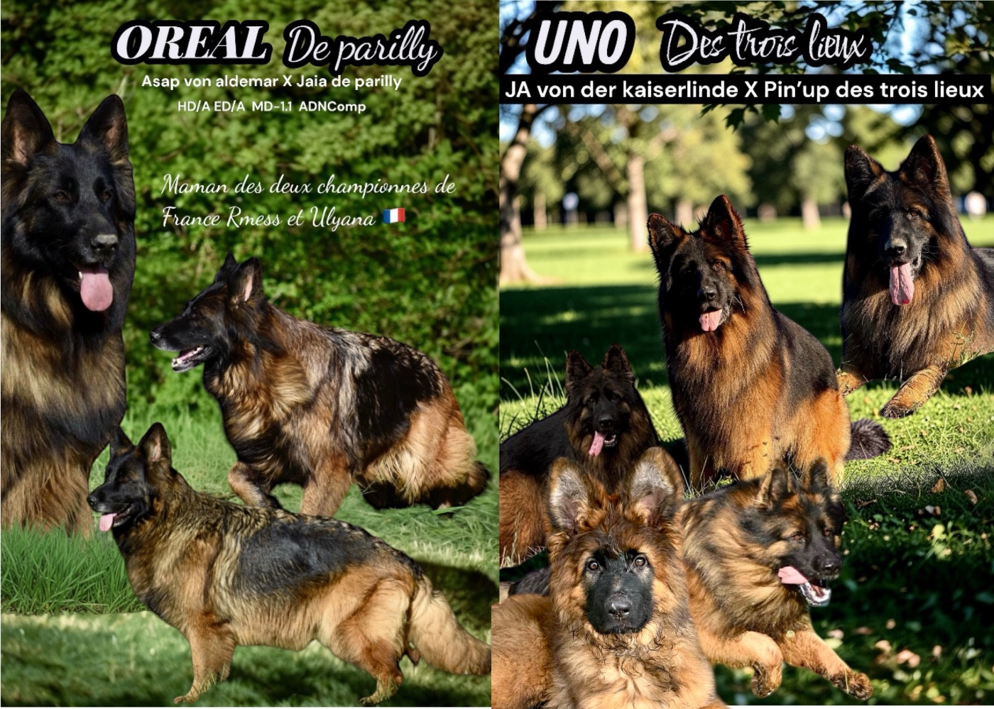 Du Domaine De Brenda - Berger Allemand - Portée née le 15/03/2026