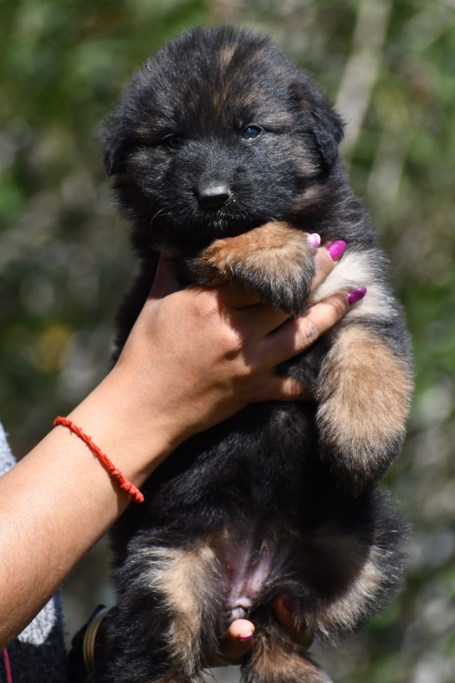 Du Domaine De Brenda - Chiots disponibles - Berger Allemand Poil Long