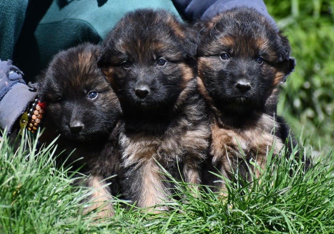 Du Domaine De Brenda - Chiots disponibles - Berger Allemand Poil Long