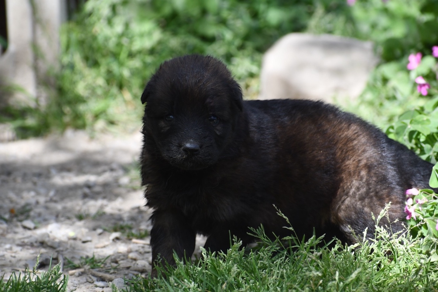 Du Domaine De Brenda - Chiots disponibles - Berger Allemand