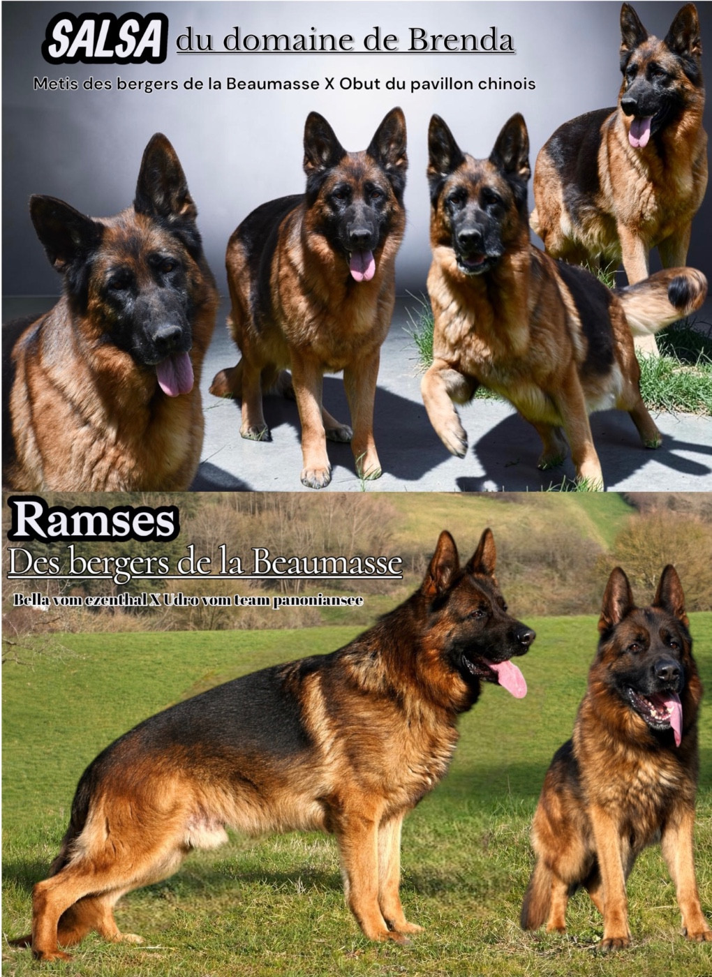 Chiot Berger Allemand Du Domaine De Brenda