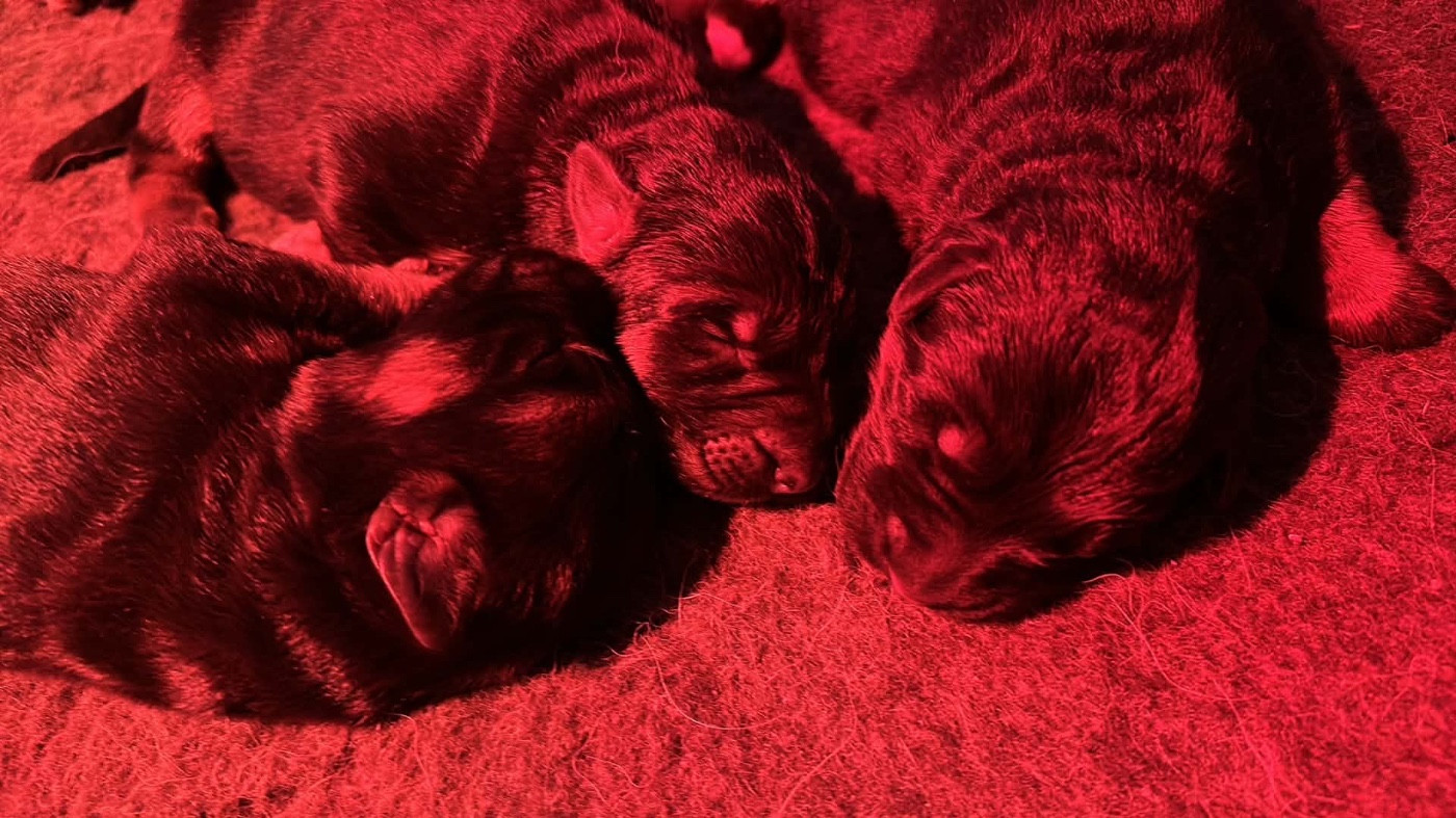 Du Domaine De Brenda - Chiots disponibles - Berger Allemand