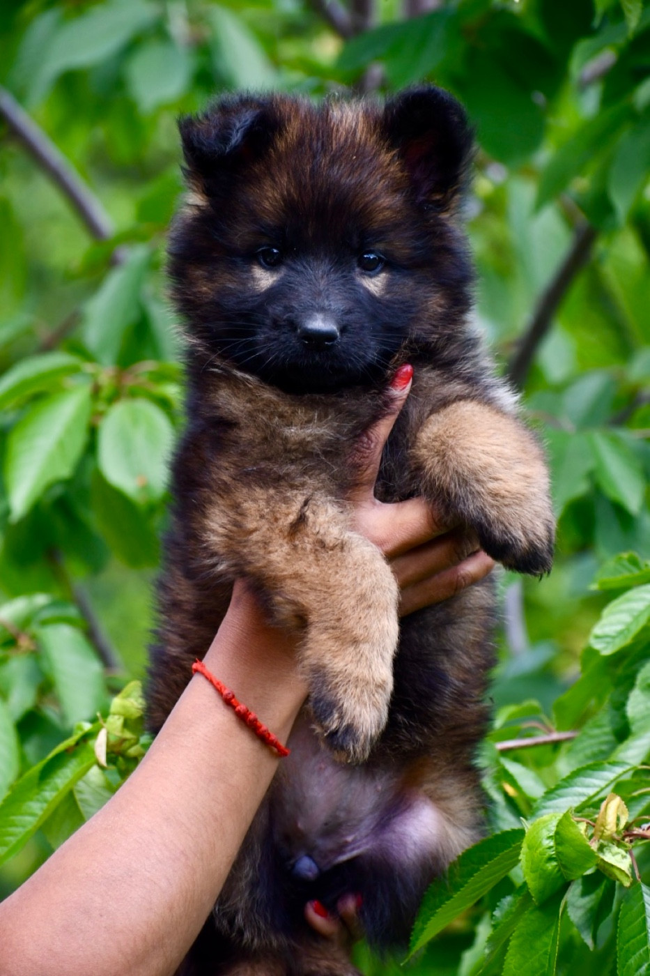 Du Domaine De Brenda - Chiots disponibles - Berger Allemand