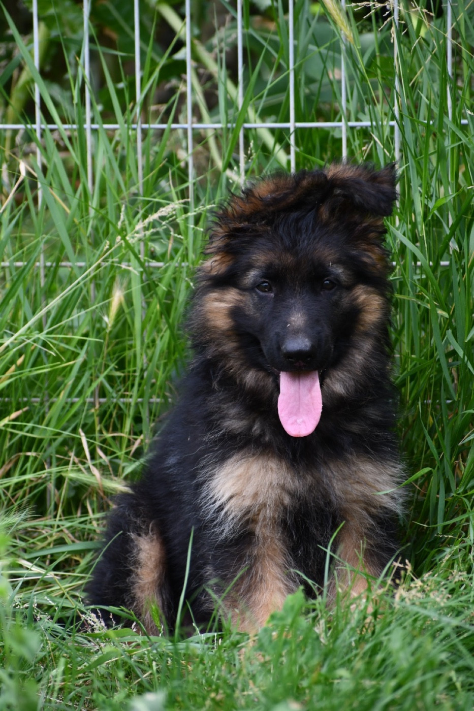 Du Domaine De Brenda - Chiots disponibles - Berger Allemand