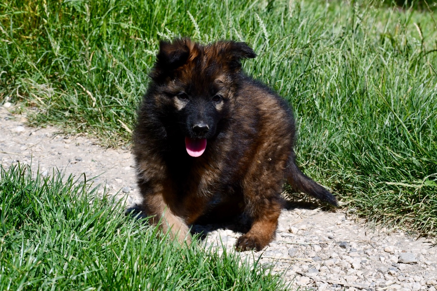 Du Domaine De Brenda - Chiots disponibles - Berger Allemand