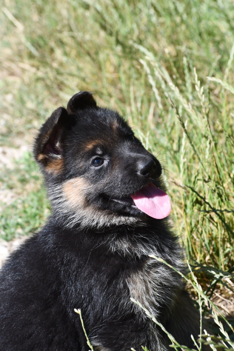 Du Domaine De Brenda - Chiots disponibles - Berger Allemand