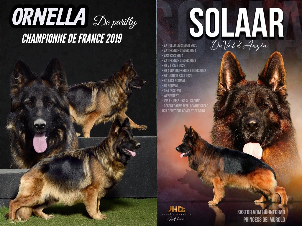 Du Domaine De Brenda - Berger Allemand - Portée née le 19/12/2025