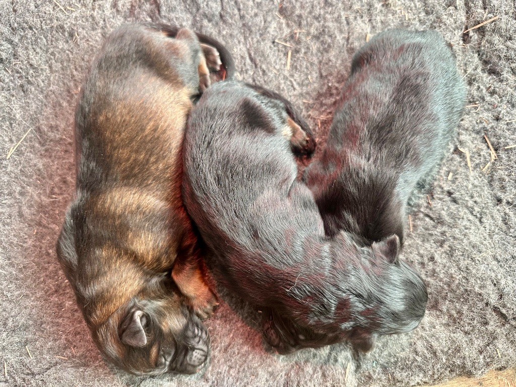 Du Domaine De Brenda - Chiots disponibles - Berger Allemand