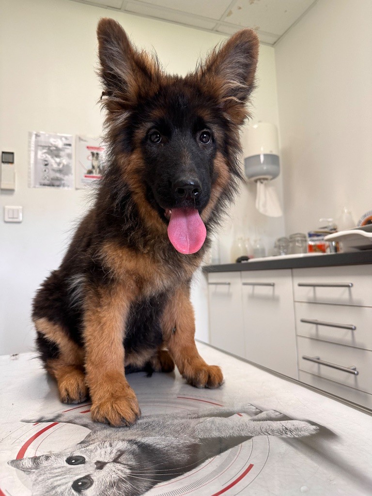 Du Domaine De Brenda - Chiots disponibles - Berger Allemand