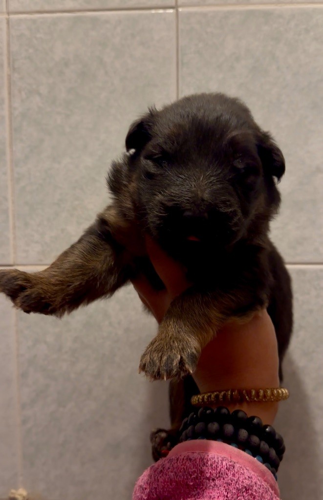 Du Domaine De Brenda - Chiots disponibles - Berger Allemand