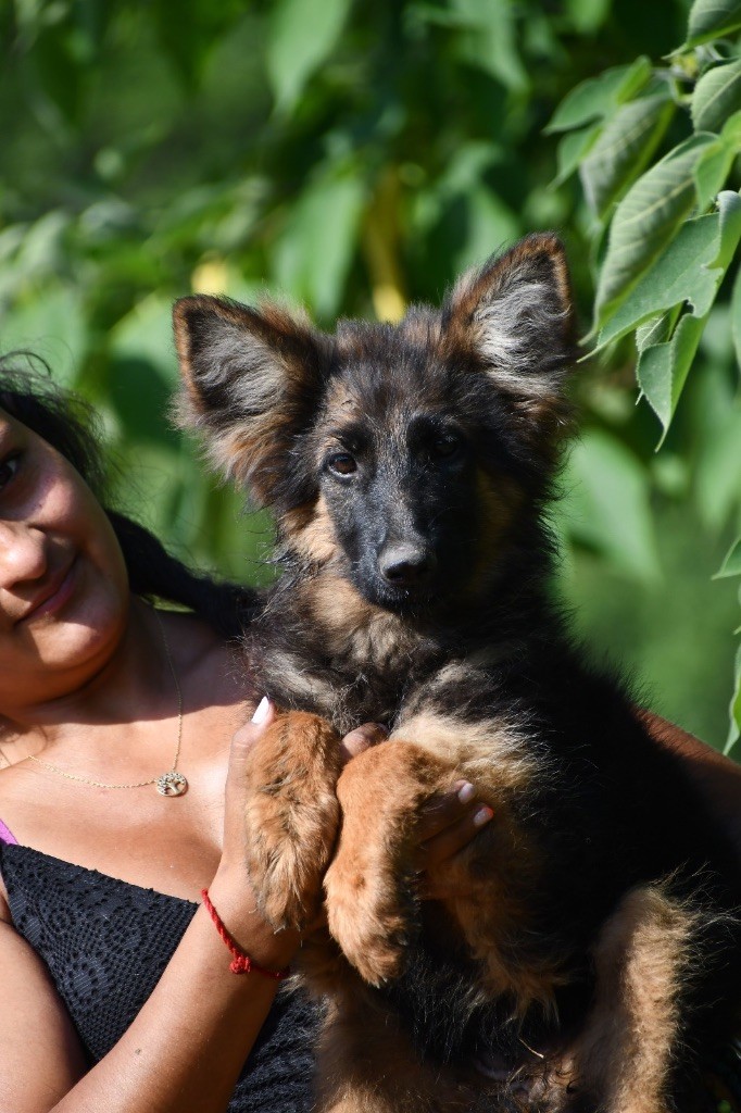 Du Domaine De Brenda - Chiots disponibles - Berger Allemand