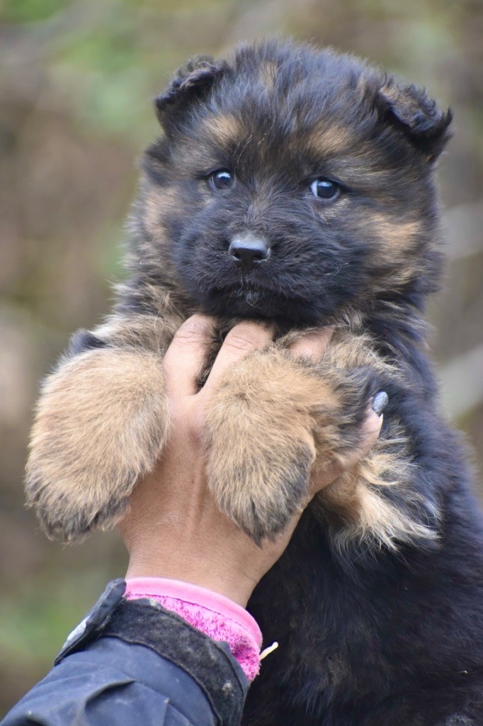 Du Domaine De Brenda - Chiots disponibles - Berger Allemand