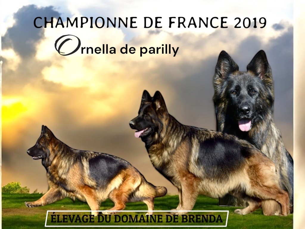 Du Domaine De Brenda - Chiots disponibles - Berger Allemand