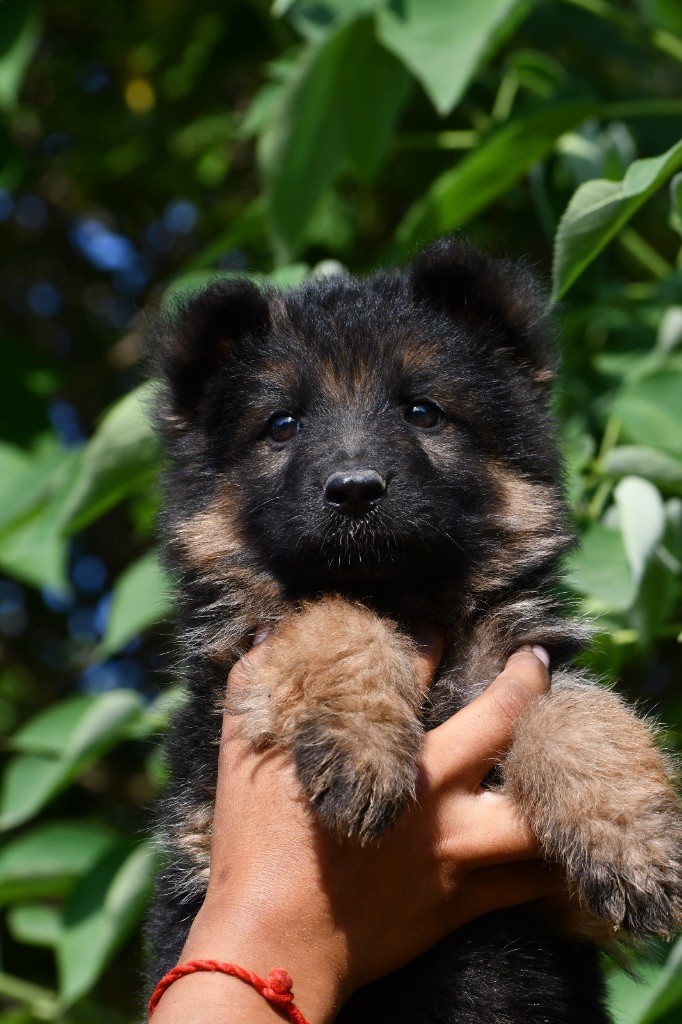 Du Domaine De Brenda - Chiots disponibles - Berger Allemand